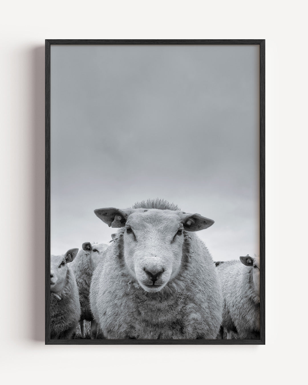 Schaap close up poster – portret wanddecoratie – deze poster toont een groep schapen met een focus op één schaap in het