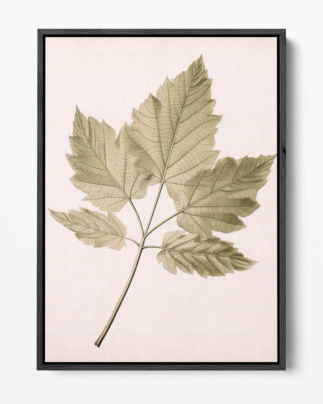 Botanische Bladillustratie – portret kunstwerk als wanddecoratie