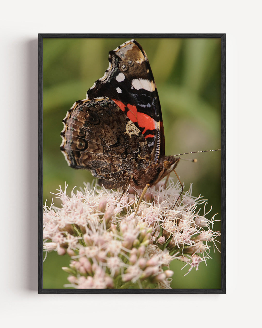 Vlinder op bloem poster – portret wanddecoratie – deze poster toont een gedetailleerde close-up van een vlinder op een bloem