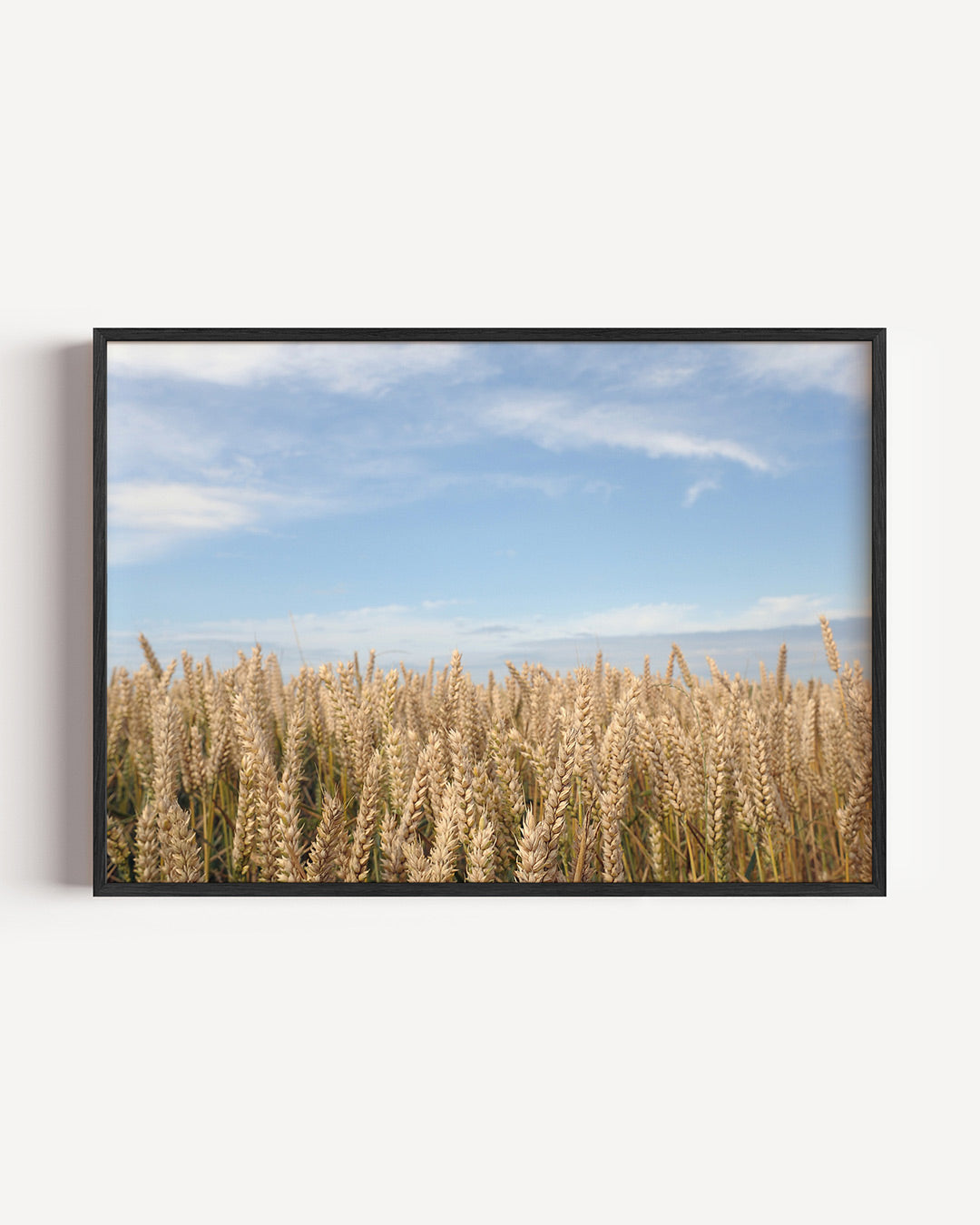 Gouden tarweveld poster – liggende wanddecoratie – deze poster toont een uitgestrekt tarweveld onder een heldere blauwe