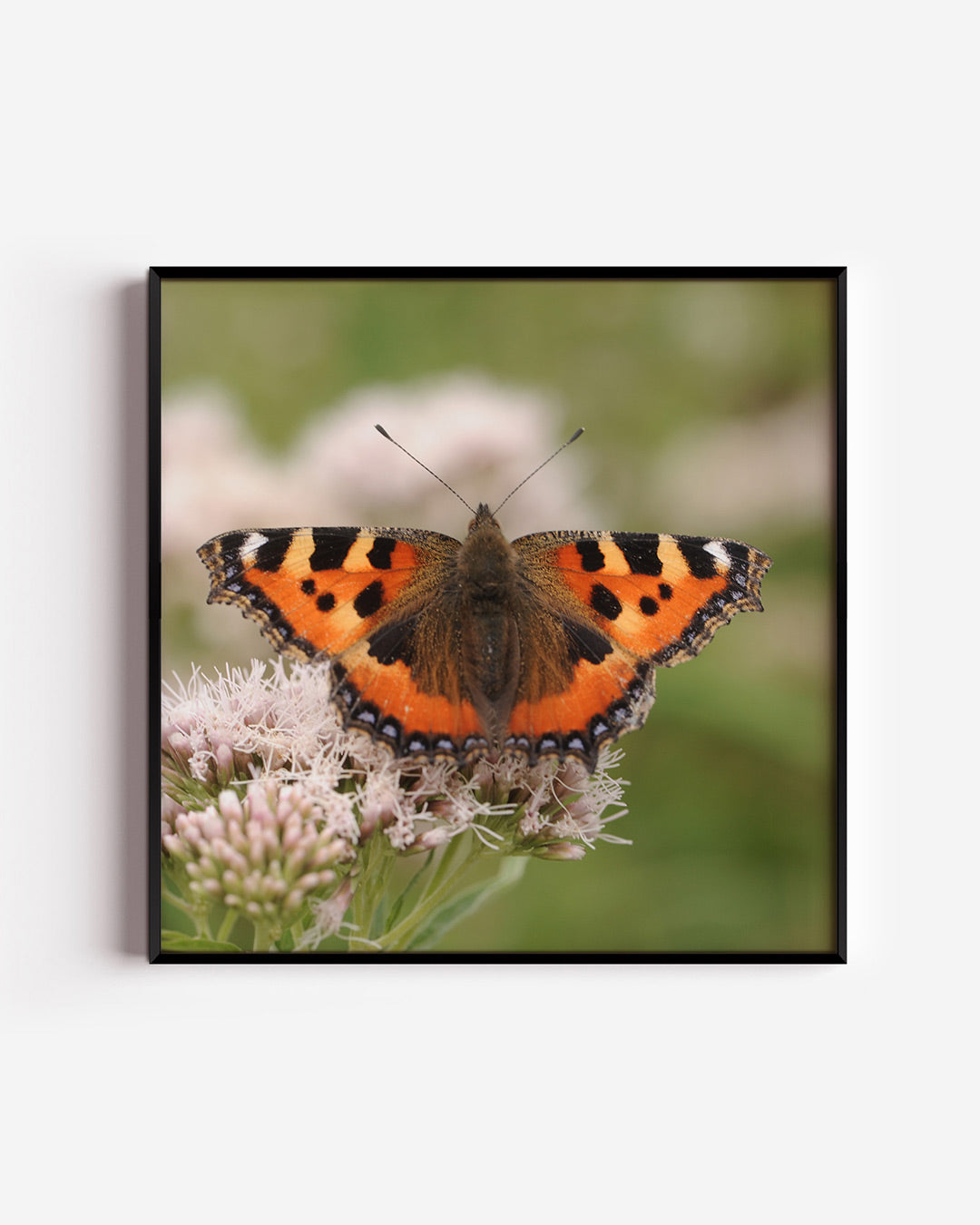 Vlinder op bloem poster – vierkante wanddecoratie – deze poster toont een kleurrijke vlinder met opvallende oranje en zwarte