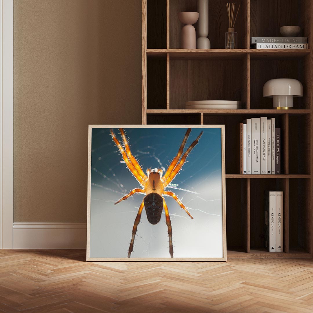 Spin in web poster – derde productweergave – een spin met oranje poten en een donker lichaam hangt in een web tegen een