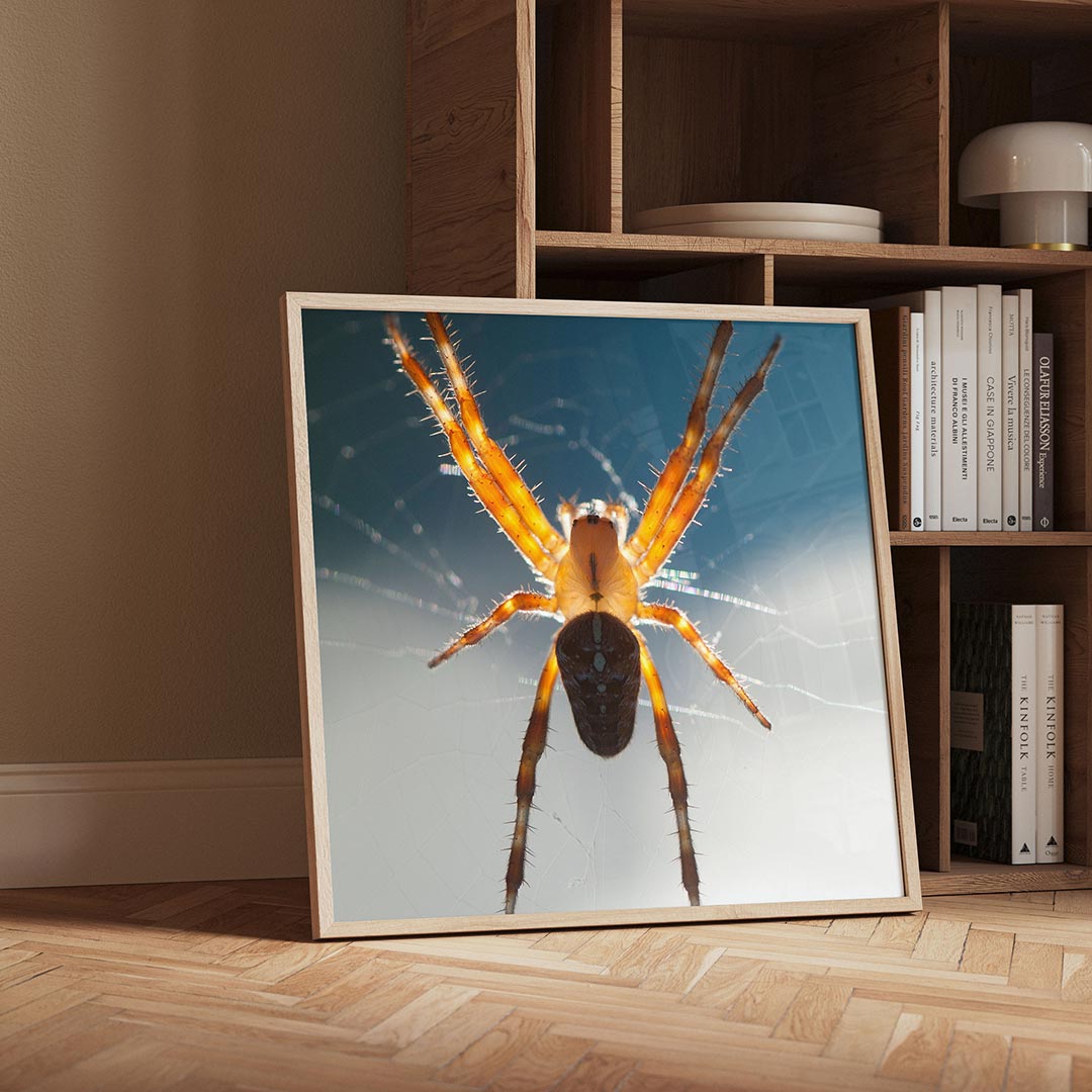 Spin in web poster – detailweergave – een spin met oranje poten en een donker lichaam hangt in een web tegen een blauwe
