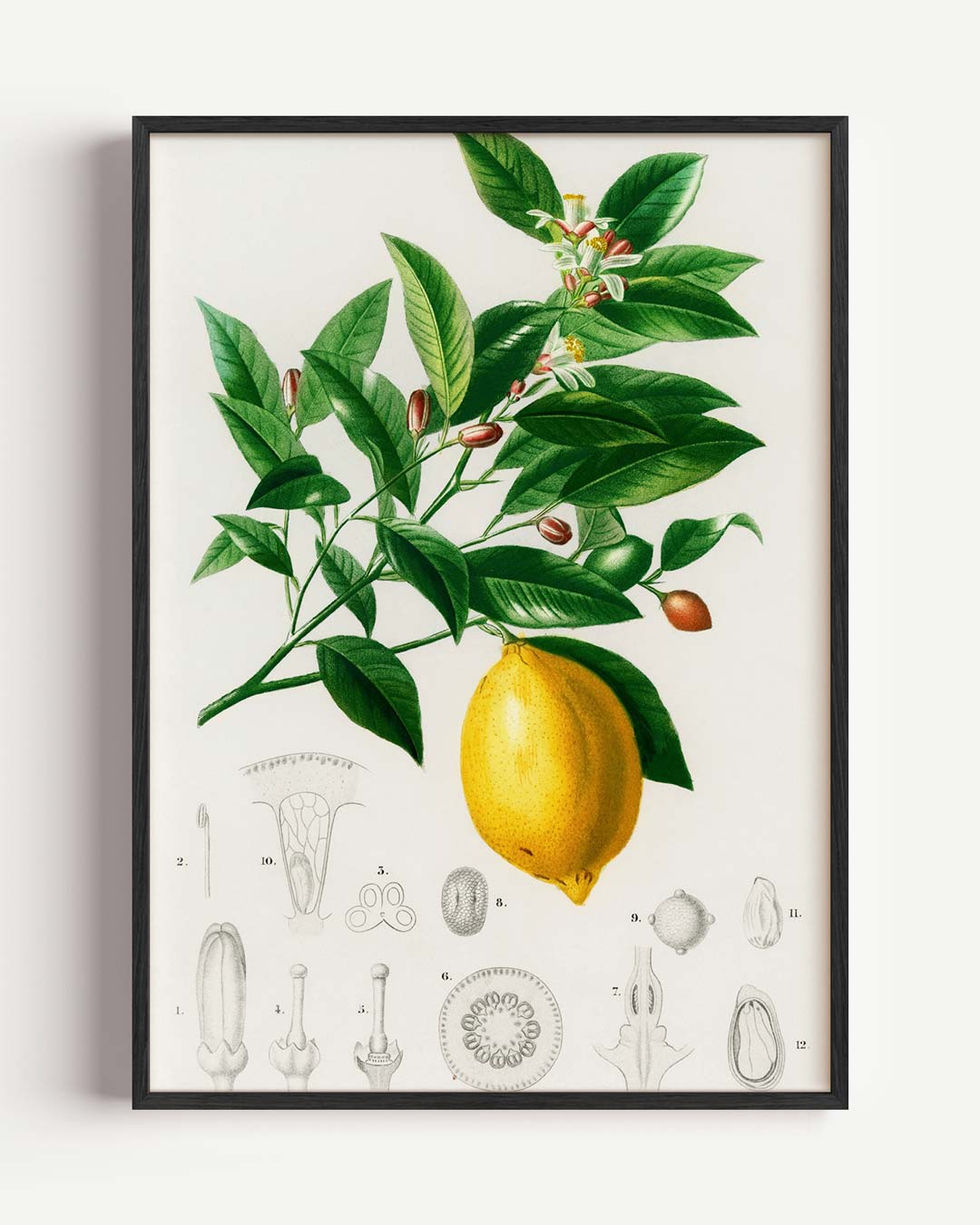 Botanische Citroen Illustratie – Popart en Streetart portret poster als wanddecoratie