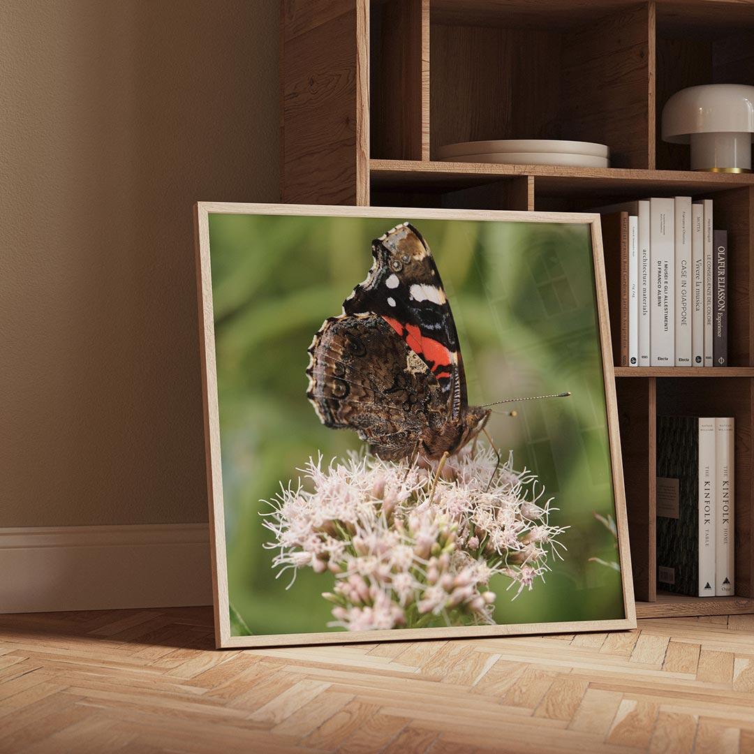 Vlinder op bloem poster – detailweergave – deze poster toont een vlinder met gedetailleerde vleugels op een delicate bloem.