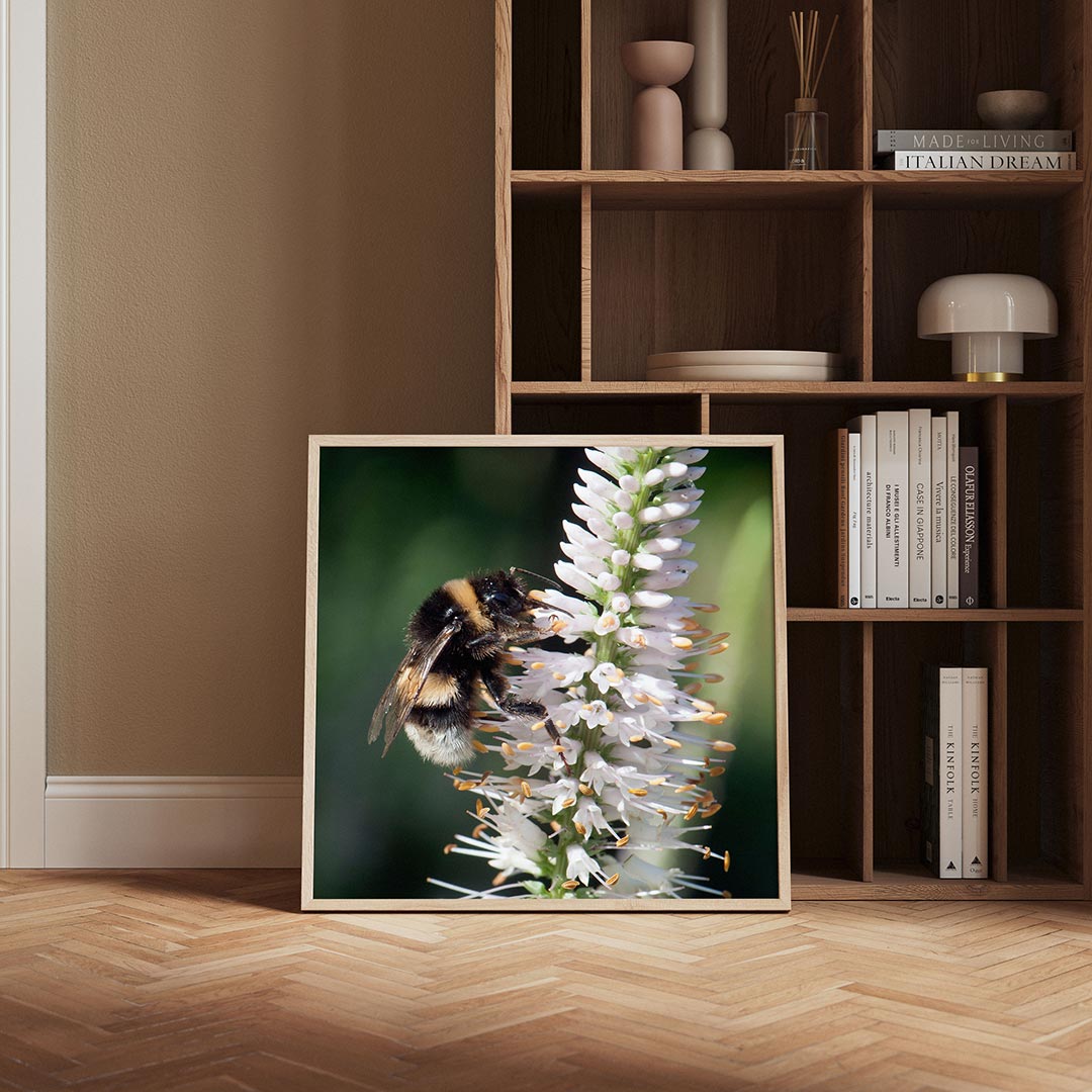 Bij op bloem poster – derde productweergave – deze poster toont een bij op een witte bloem met delicate details. De