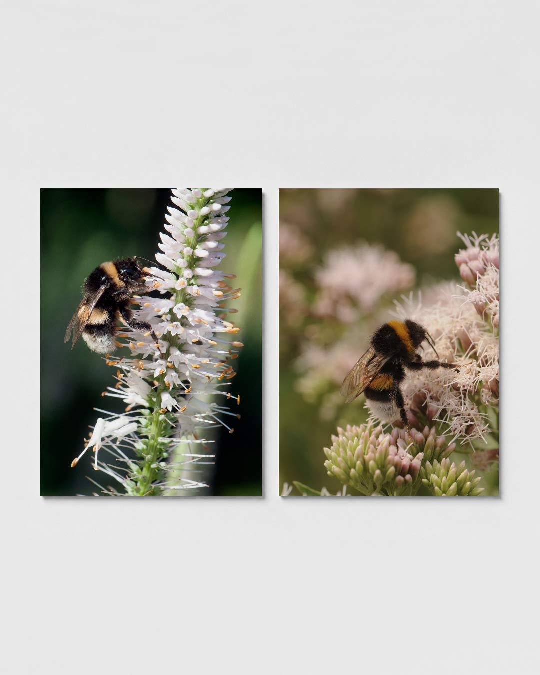 Natuurlijke harmonie posterset – sfeerbeeld – een bij op een witte bloem, met delicate bloemblaadjes en contrasterende
