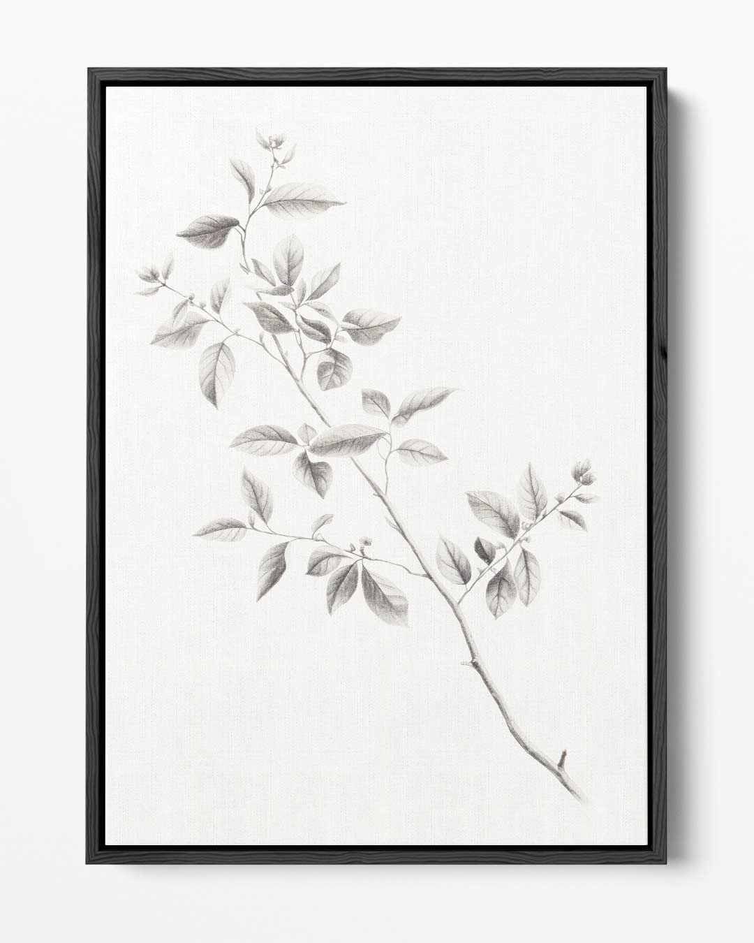 Elegante Botanische Tekening van een Tak – portret kunstwerk als wanddecoratie