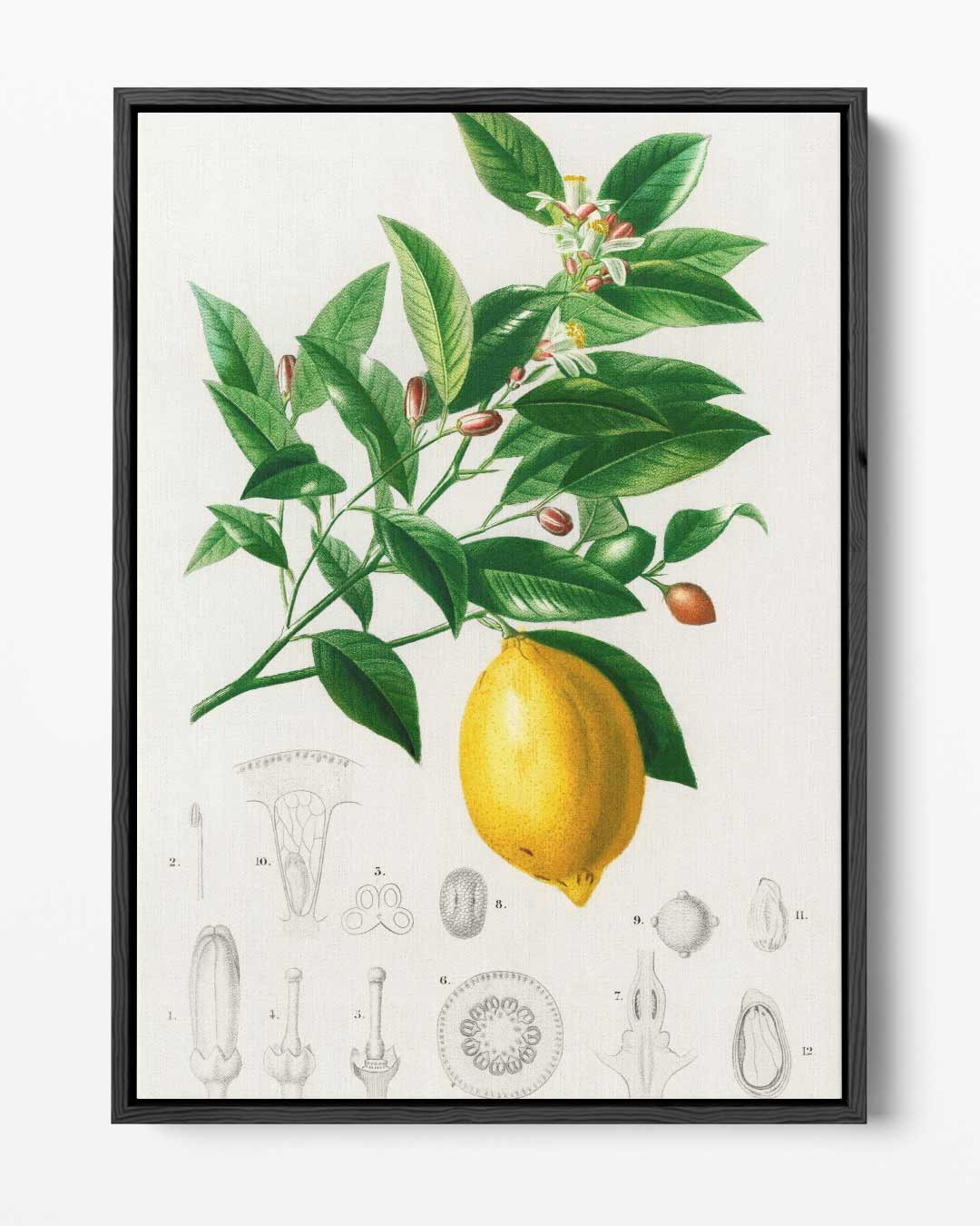 Botanische Illustratie van Citroenplant – portret kunstwerk als wanddecoratie