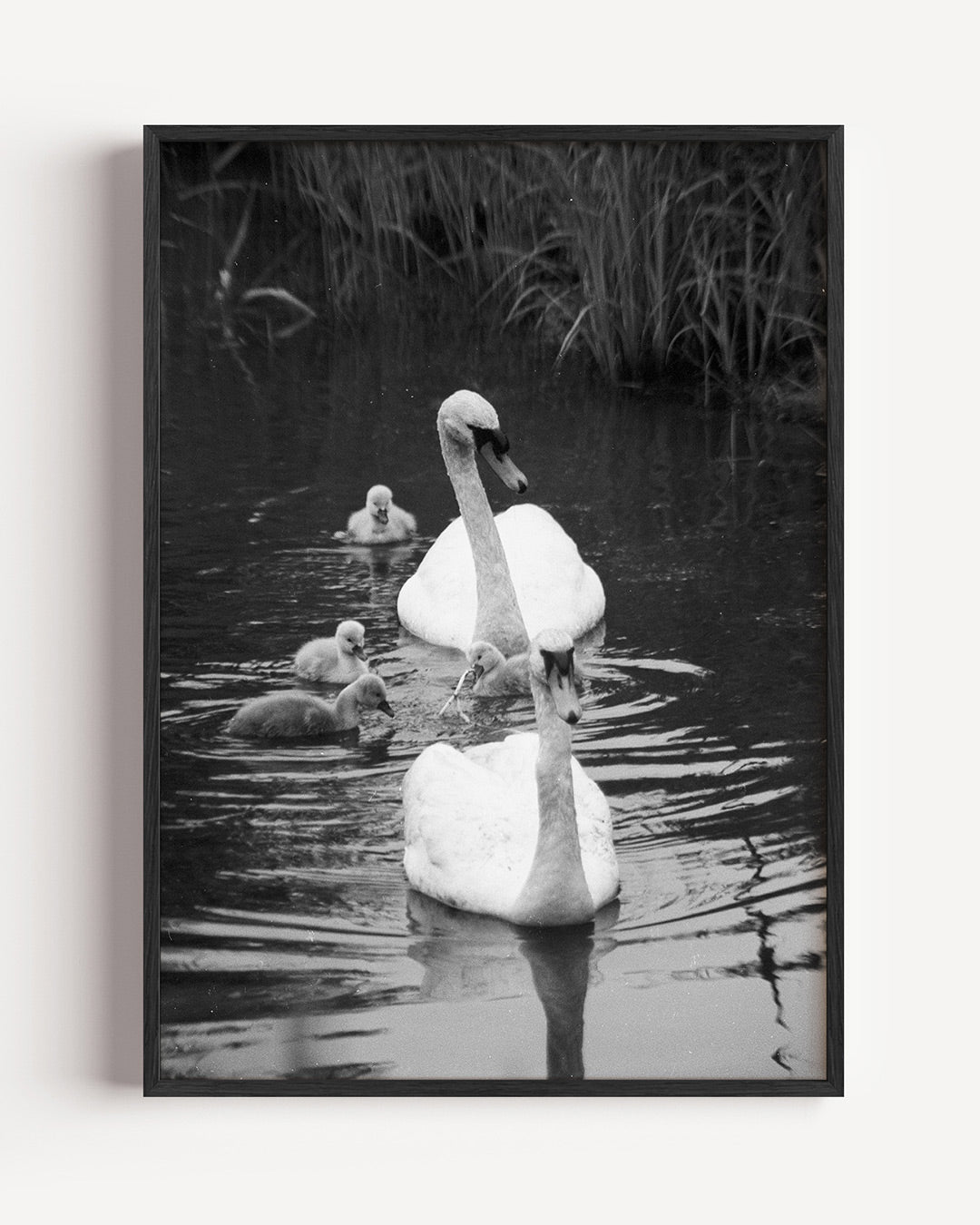 Zwanenfamilie in water poster – portret wanddecoratie – een serene scène van een zwanenfamilie die rustig in het water