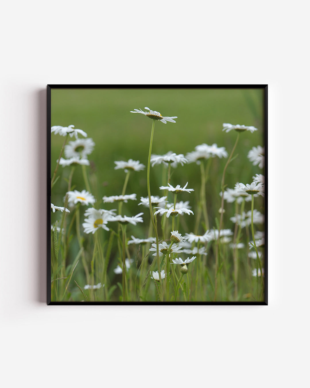 Bloemenweide poster – vierkante wanddecoratie – deze poster toont een weide vol witte bloemen tegen een groene achtergrond.