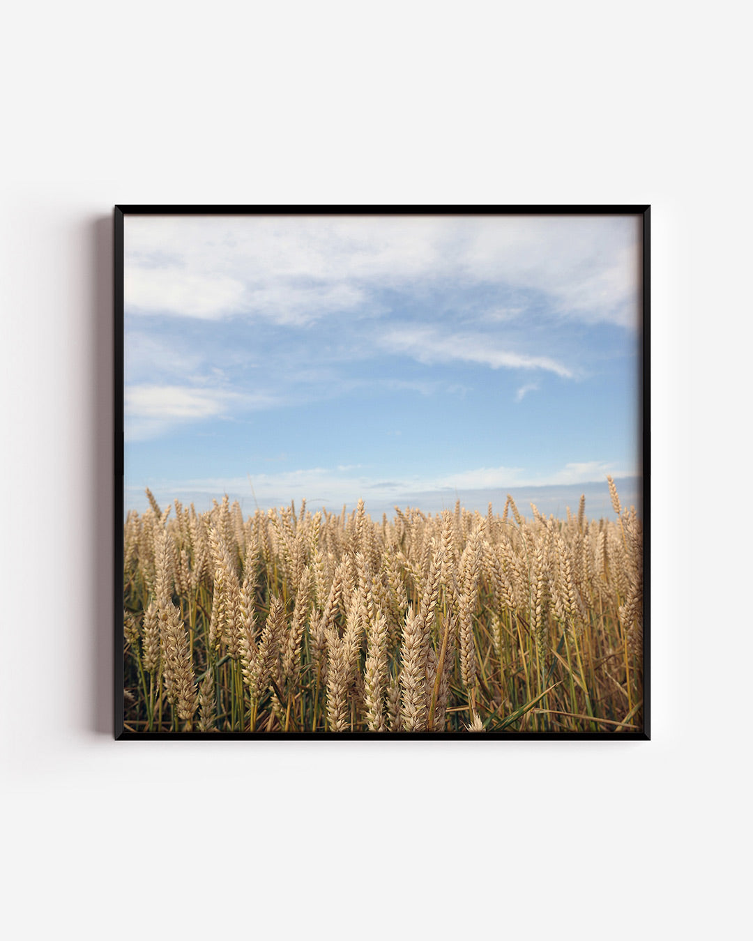Gouden tarweveld poster – vierkante wanddecoratie – deze poster toont een uitgestrekt tarweveld onder een heldere blauwe