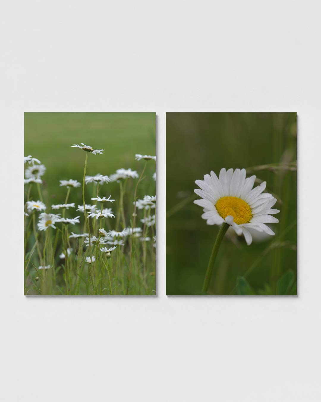 Bloemen en groen posterset – sfeerbeeld – witte bloemen wiegen op lange stelen tegen een wazige groene achtergrond. De