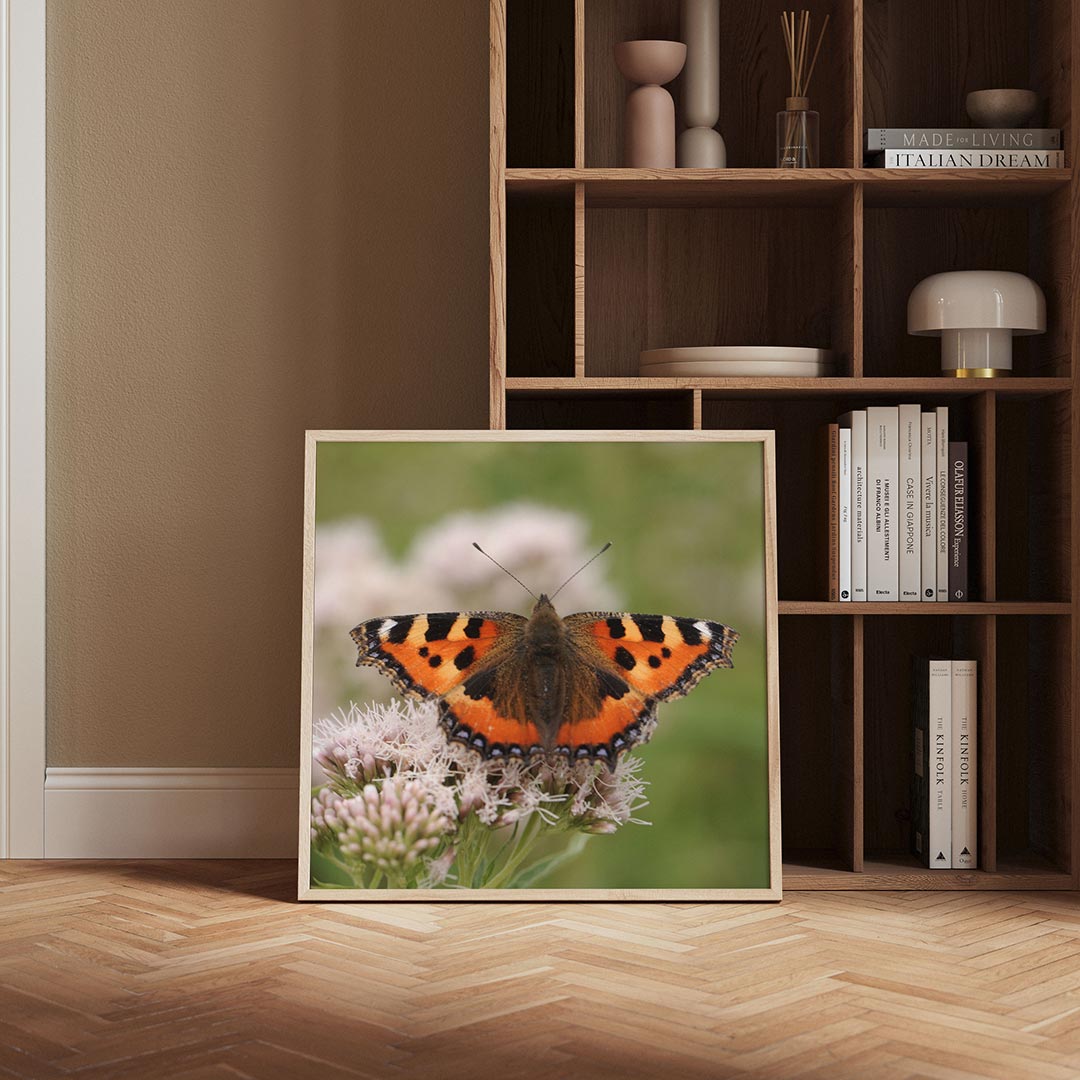 Vlinder op bloem poster – derde productweergave – een kleurrijke vlinder met oranje en zwarte vleugels rust op een delicate