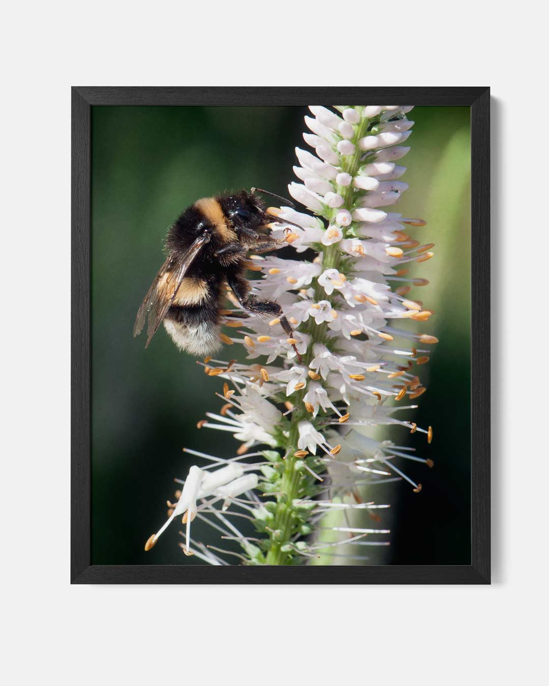 Vrolijke Hommel op Bloem – staande poster als wanddecoratie