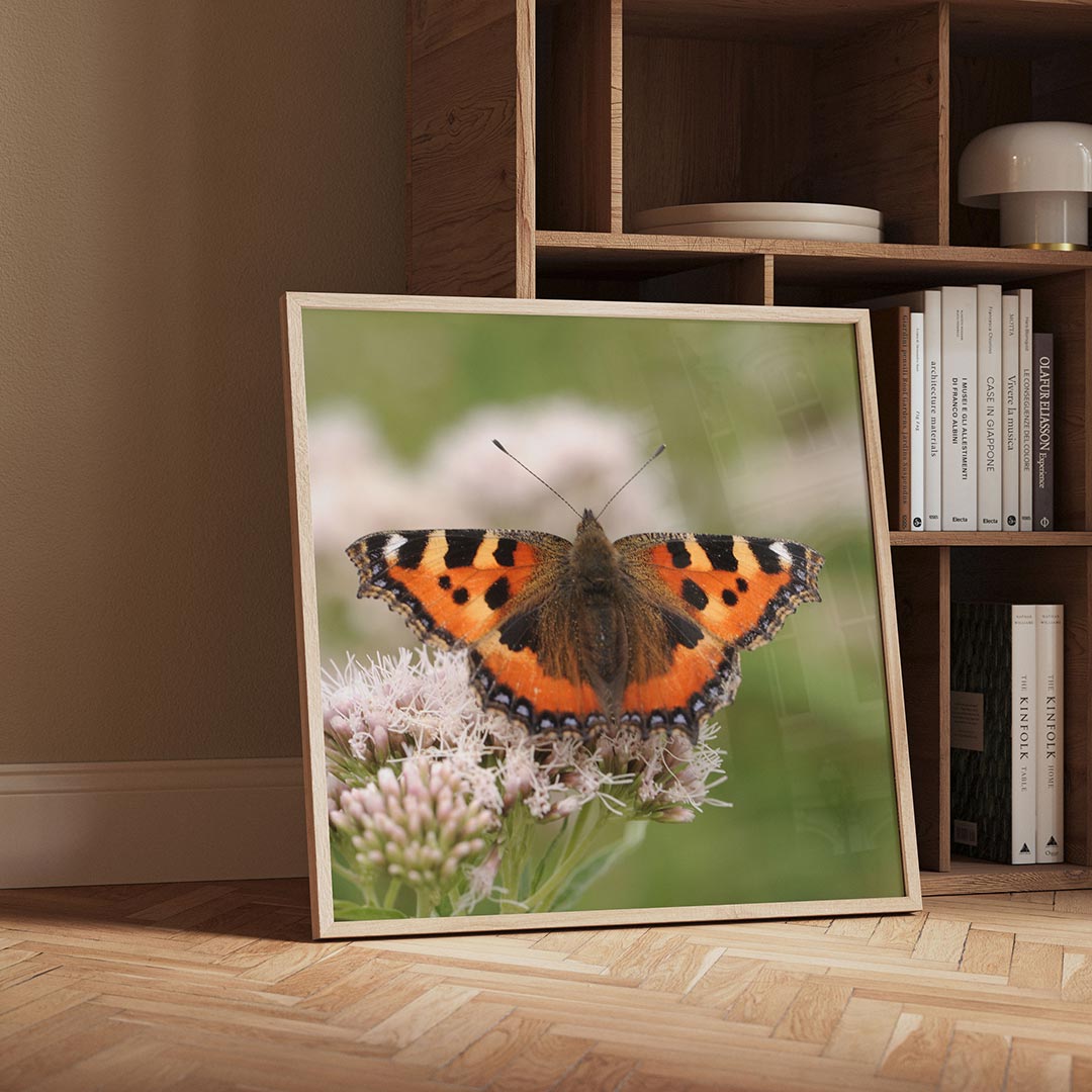 Vlinder op bloem poster – detailweergave – deze poster toont een kleurrijke vlinder met opvallende oranje en zwarte vleugels