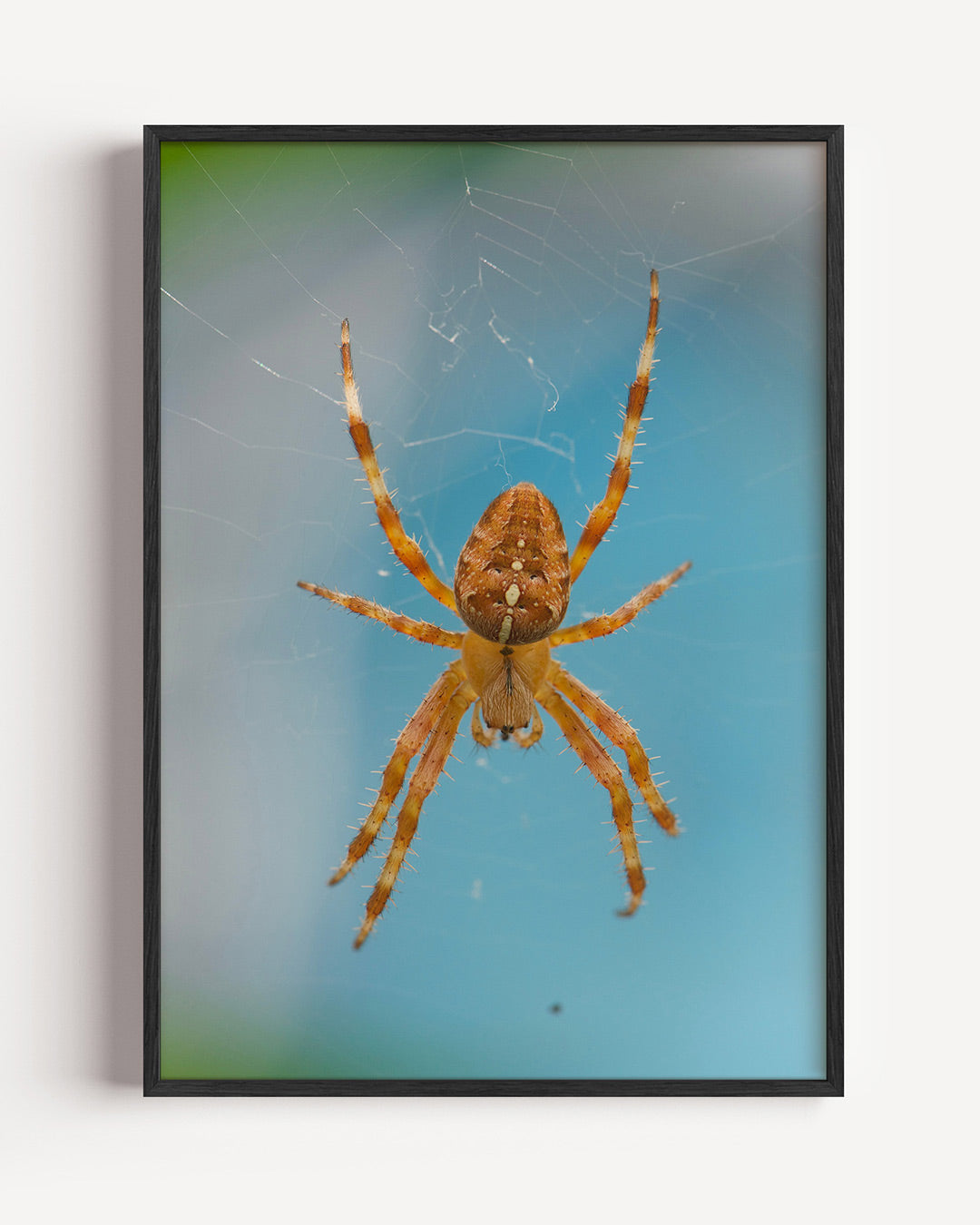 Spin in web poster – portret wanddecoratie – deze poster toont een spin die in het midden van zijn web hangt, met een blauwe
