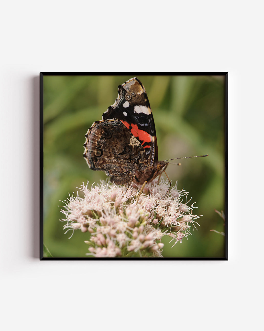 Vlinder op bloem poster – vierkante wanddecoratie – deze poster toont een vlinder met gedetailleerde vleugels op een delicate