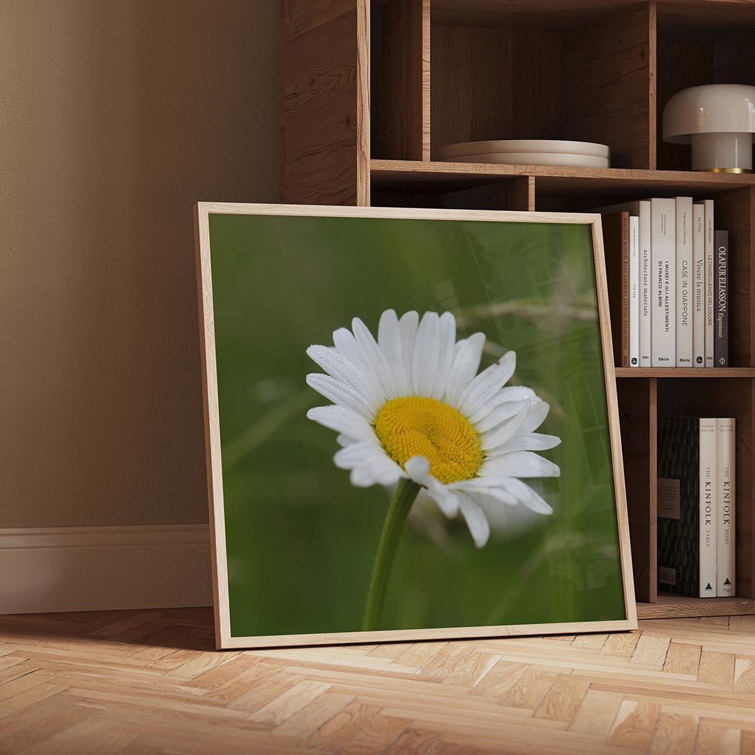 Bloem close up poster – detailweergave – deze poster toont een close-up van een witte bloem met een gele kern tegen een